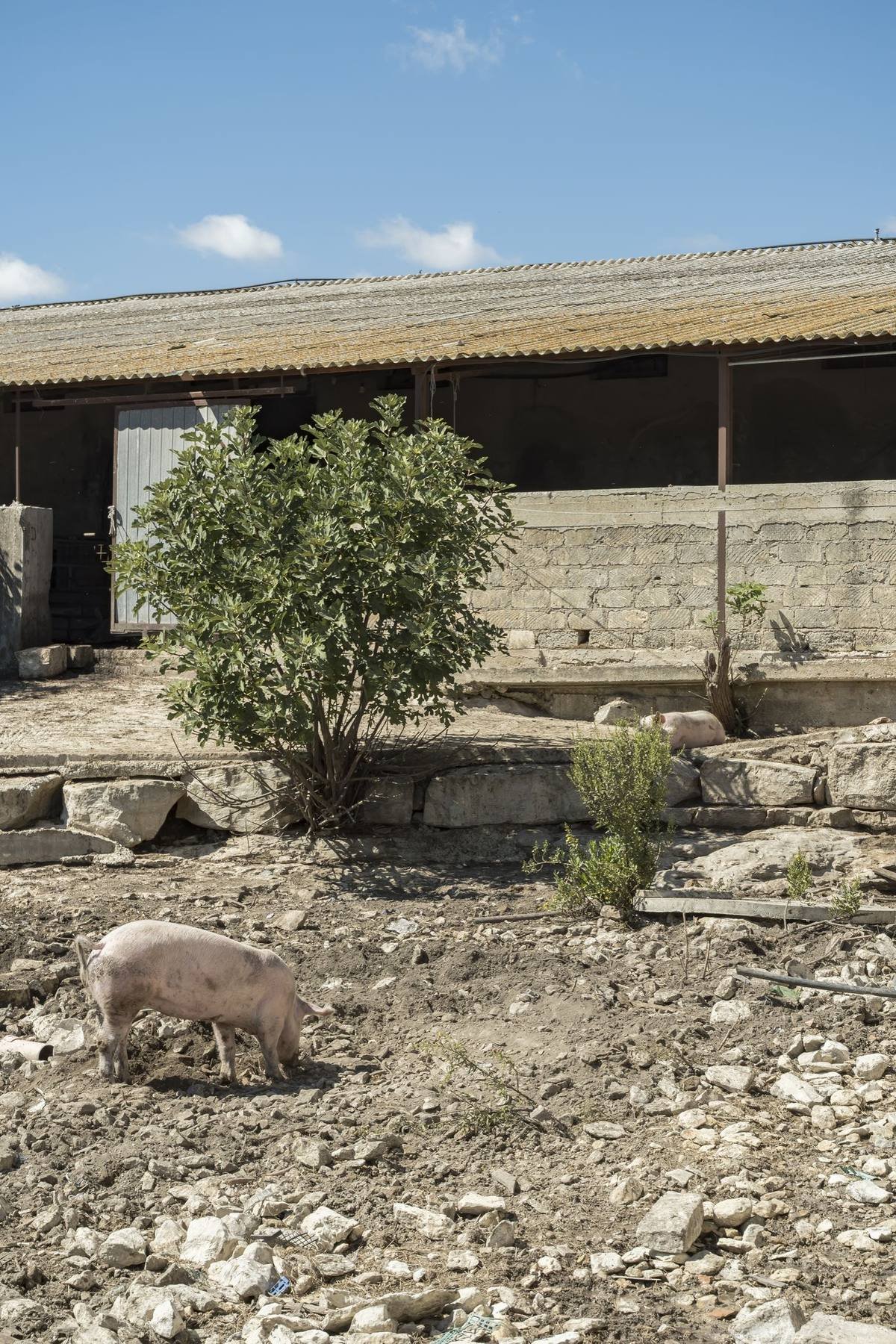 Gli animali della fattoria liberi tra gli alberi