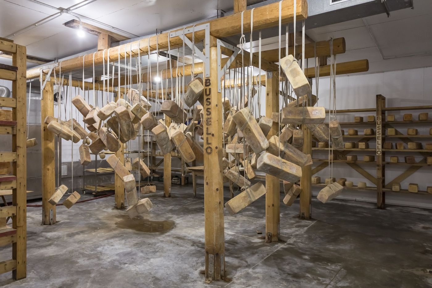 La sala di stagionatura con le forme appese alle fascere di legno